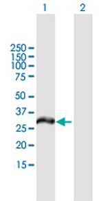 MCTP2 Polyclonal Antibody, MaxPab™