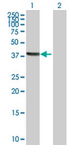 TSNAXIP1 Polyclonal Antibody, MaxPab™