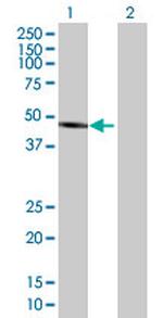 ALLC Polyclonal Antibody, MaxPab™
