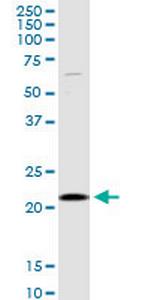 SELS Polyclonal Antibody, MaxPab™