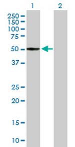ITFG2 Polyclonal Antibody, MaxPab™