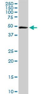 ITFG2 Antibody in Western Blot (WB)