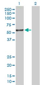 ITFG2 Polyclonal Antibody, MaxPab™
