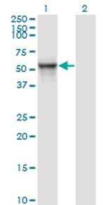 ITFG2 Antibody in Western Blot (WB)