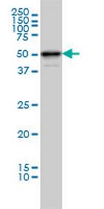 MDS028 Monoclonal Antibody (2C7)
