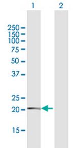 TMEM126B Polyclonal Antibody, MaxPab™