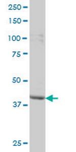 PBK Monoclonal Antibody (3F7)