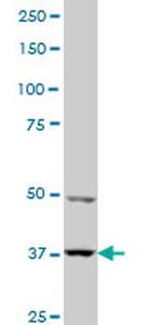 PBK Antibody in Western Blot (WB)