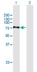 MYNN Polyclonal Antibody, MaxPab™