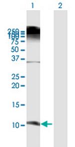 DEFB103A Polyclonal Antibody, MaxPab™