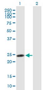 RNF114 Polyclonal Antibody, MaxPab™