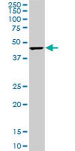 CMAS Monoclonal Antibody (5A2)