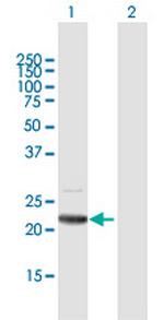C19orf80 Polyclonal Antibody, MaxPab™