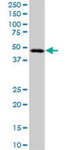 LANCL2 Polyclonal Antibody, MaxPab™