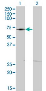 DMAP1 Monoclonal Antibody (1A5)