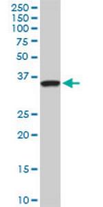 SEPT3 Monoclonal Antibody (4D8)