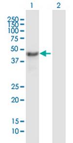 NSFL1C Polyclonal Antibody, MaxPab™