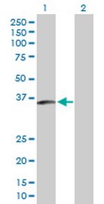 MCFP Polyclonal Antibody, MaxPab™