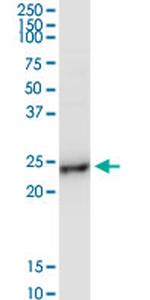 BCAP29 Antibody in Western Blot (WB)