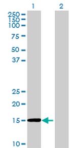 RAG1AP1 Polyclonal Antibody, MaxPab™