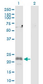 CFC1 Polyclonal Antibody, MaxPab™
