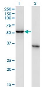NXF3 Monoclonal Antibody (2C7)