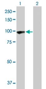 PCDHGA5 Antibody in Western Blot (WB)