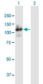 PCDHGA4 Polyclonal Antibody, MaxPab™