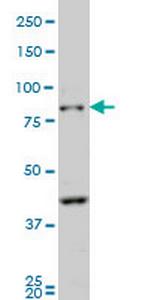 PCDHB10 Monoclonal Antibody (4C4)