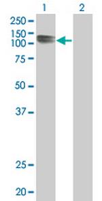 PCDHAC2 Antibody in Western Blot (WB)