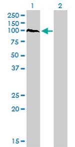 PCDHAC2 Antibody in Western Blot (WB)