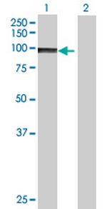 PCDHA8 Antibody in Western Blot (WB)