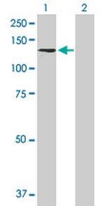 PCDHA6 Polyclonal Antibody, MaxPab™