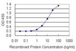 TEX14 Monoclonal Antibody (4E4)