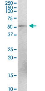 TEX13A Antibody in Immunoprecipitation (IP)