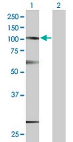 SUSD2 Polyclonal Antibody, MaxPab™