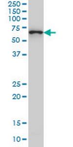 CTNNBL1 Antibody in Western Blot (WB)