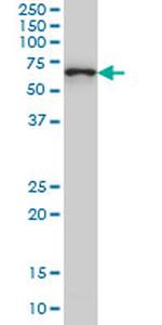 CTNNBL1 Antibody in Western Blot (WB)
