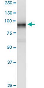 LRRC8A Monoclonal Antibody (8H9)