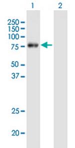 METTL3 Polyclonal Antibody, MaxPab™