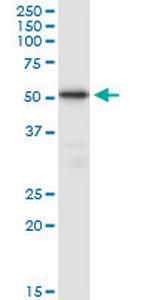 TUBB4Q Polyclonal Antibody, MaxPab™