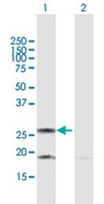 DIABLO Polyclonal Antibody, MaxPab™