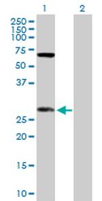 DIABLO Polyclonal Antibody, MaxPab™
