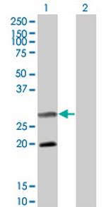 DIABLO Monoclonal Antibody (4F9)