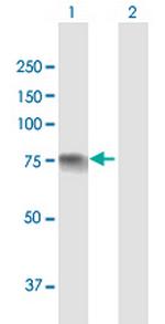 INPP5E Polyclonal Antibody, MaxPab™