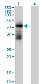 TRIM39 Polyclonal Antibody, MaxPab™