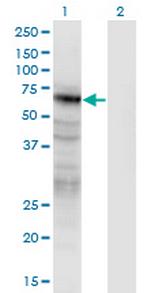 PANX2 Monoclonal Antibody (2B11)