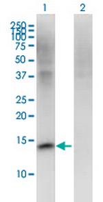 FMN2 Monoclonal Antibody (1C2)
