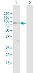 SPHK2 Polyclonal Antibody, MaxPab™