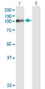 FSTL5 Polyclonal Antibody, MaxPab™